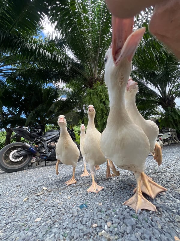 Feeding Muscovy ducks roadside in Choeng Thale, Thailand