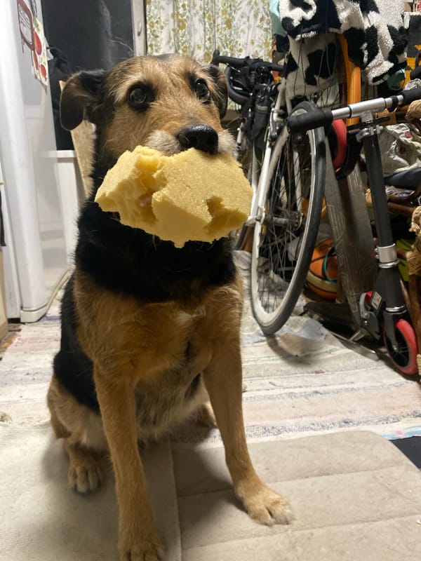 Dog holds yellow sponge indoors in Khimki