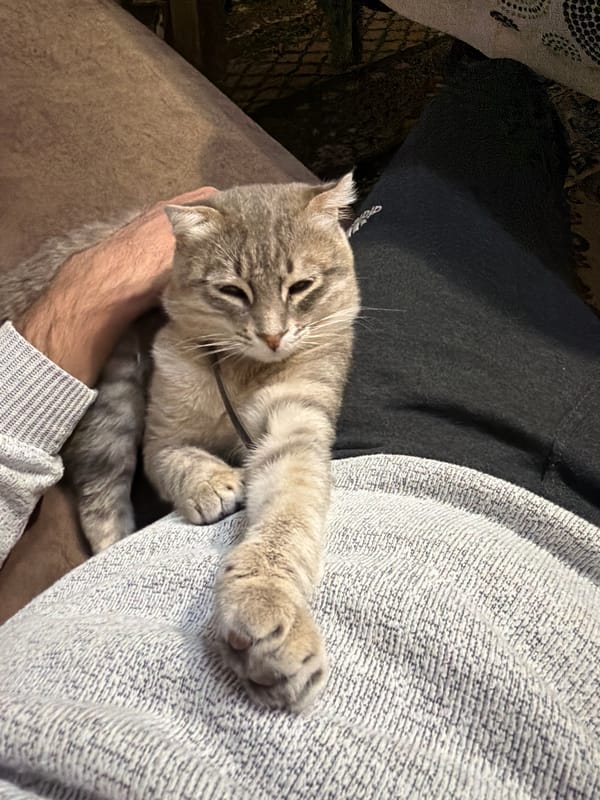 Tabby cat enjoys afternoon rest with owner in Azerbaijan