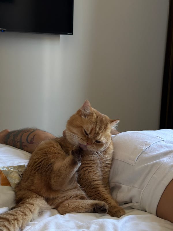 Ginger cat owns a Da Nang hotel room for a morning