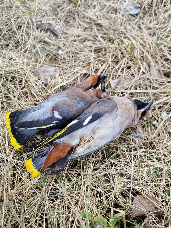 Two dead Bohemian Waxwings found in Kemul, Russia