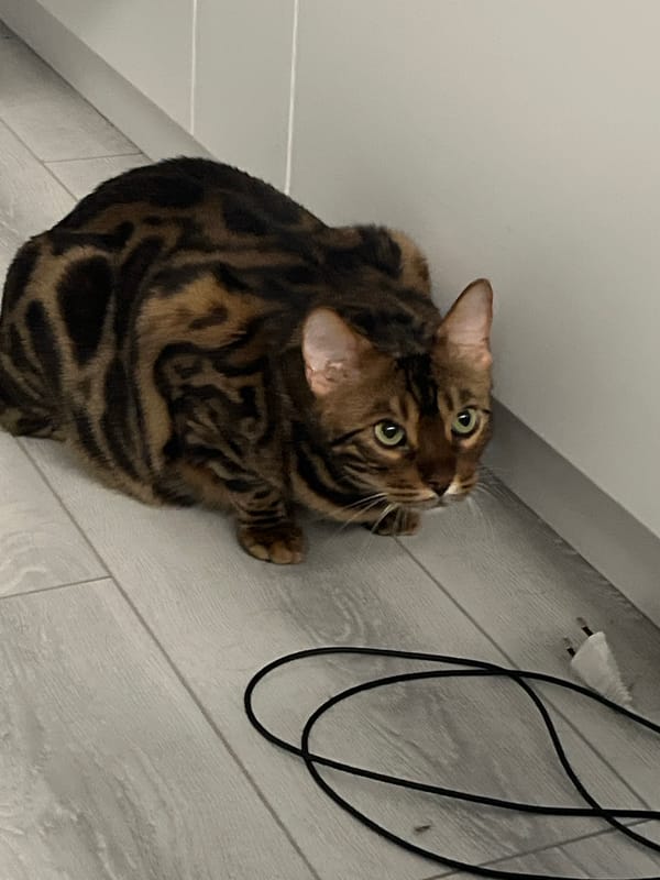 Cat observed near laptop displaying Russian legal content in Ulyanovsk