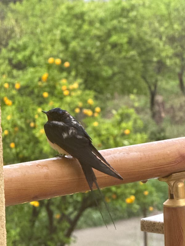 Barn swallow spotted perching during rainfall in Bar, Montenegro