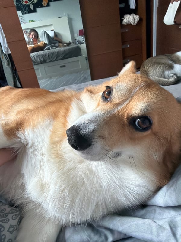 Corgi getting pets on bed with cat companion