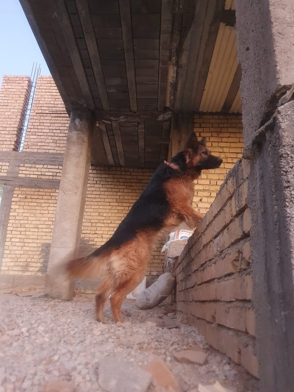 Quiet afternoon in Kheyrabad: pets, pomegranate blossoms, mountain views