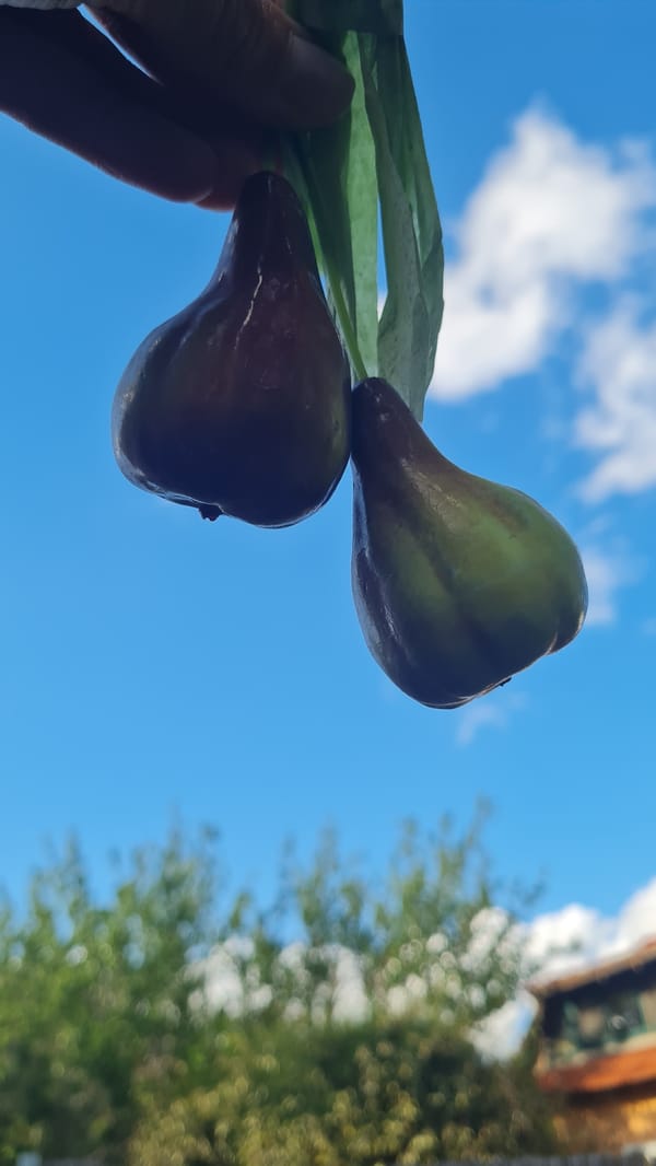 Afternoon fruit market visit documented in southern Israel