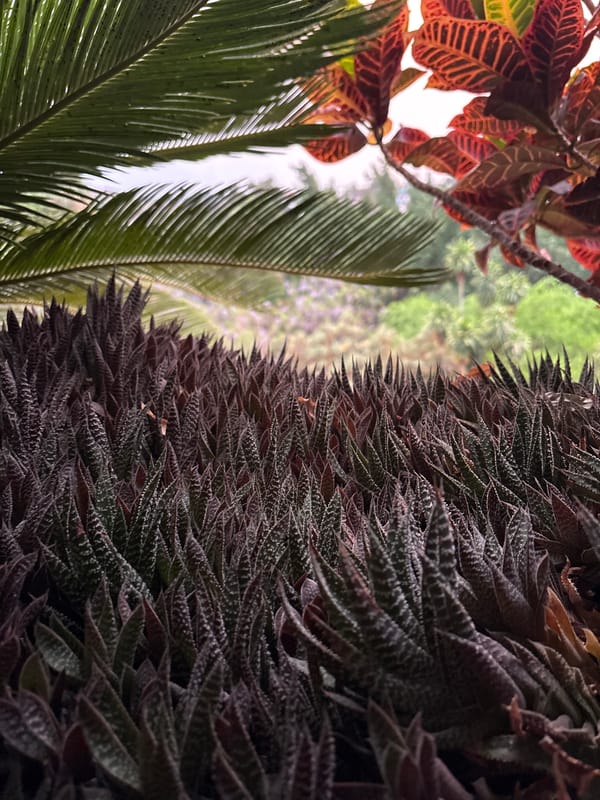 Garden vegetation documented in close-up views in Cuernavaca