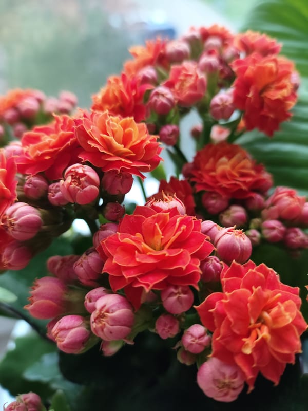 Kalanchoe flowers bloom in vibrant colors in Rybnitsa