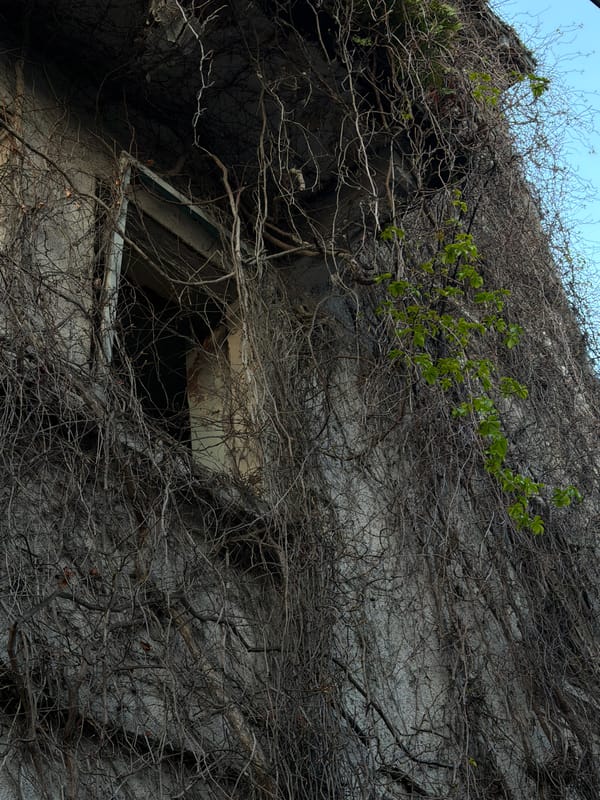 Abandoned building documented overgrown with vines in Montenegro