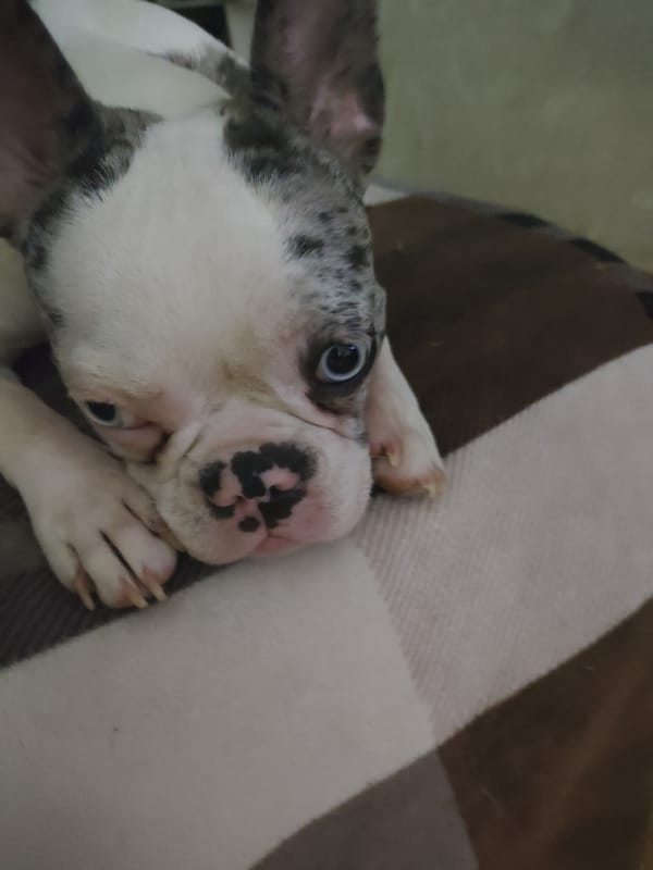 Blue-eyed Boston Terrier and French Bulldog puppies resting on blankets