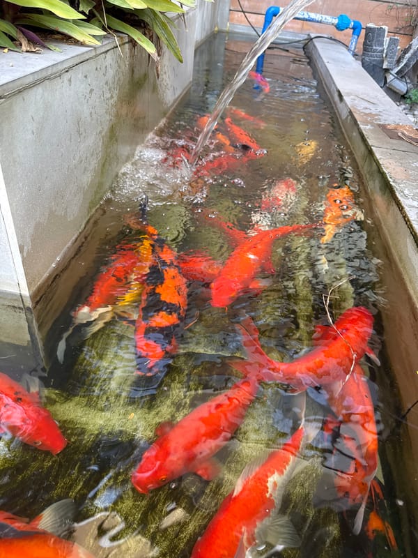 Koi pond maintenance and feeding in General Santos