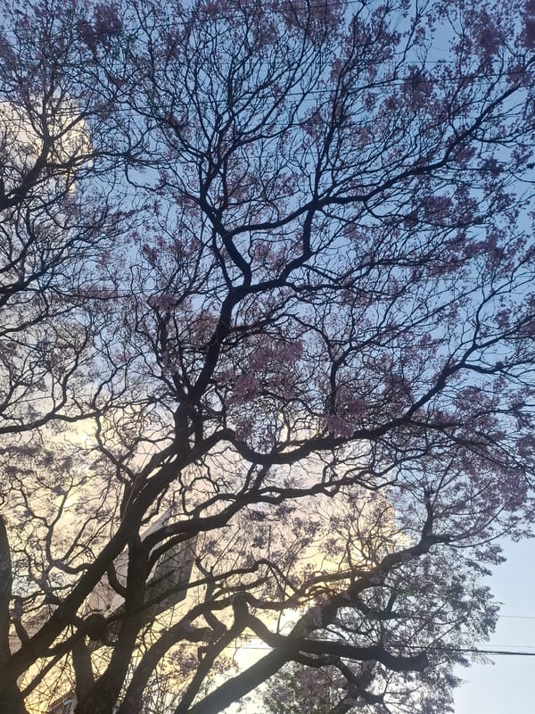 Spring blossoms and sunset skies observed in Naucalpan de Juárez