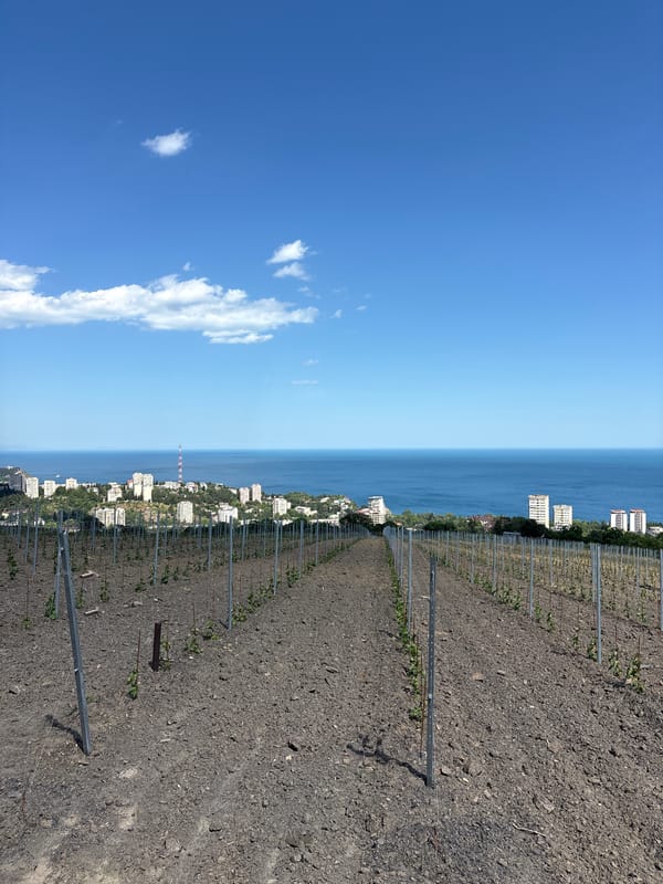 Quiet morning documented in Ukrainian coastal vineyard town