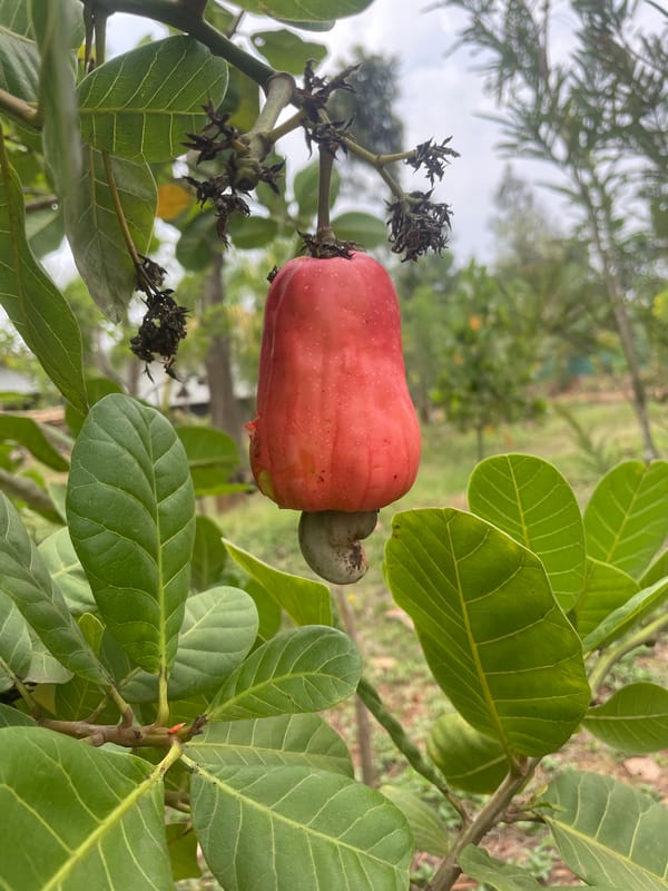 Red cashew apple photographed on tree branch in Dhundshi