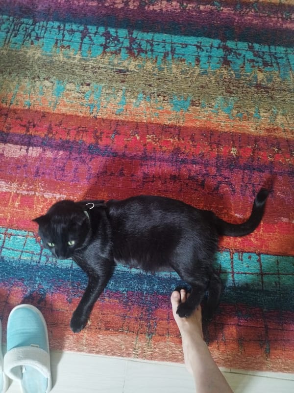 Black cat with green collar rests on striped rug