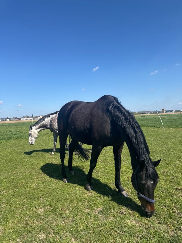 Horses graze peacefully in Belgian pasture under sunny skies