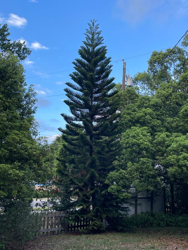Evening documentation of tree and garden sculpture in Clearwater