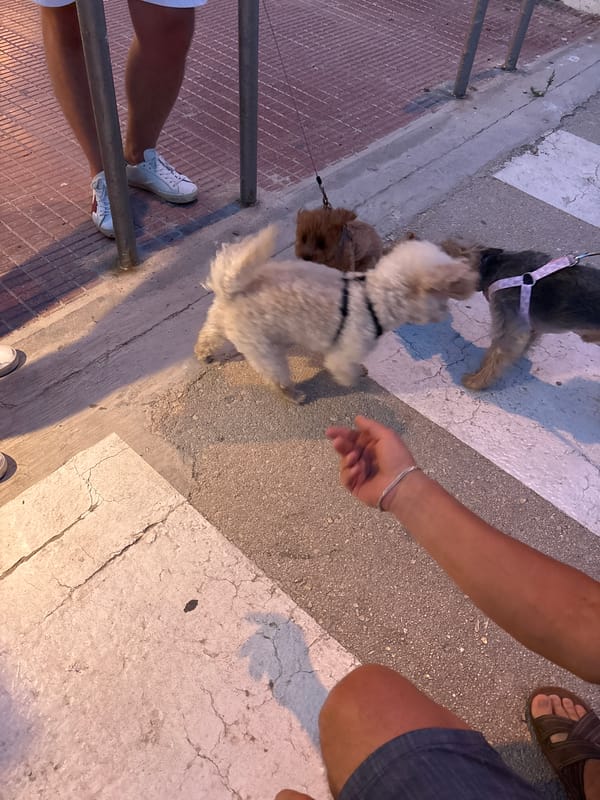 Sunset drinks and dogs on the Costa Blanca promenade