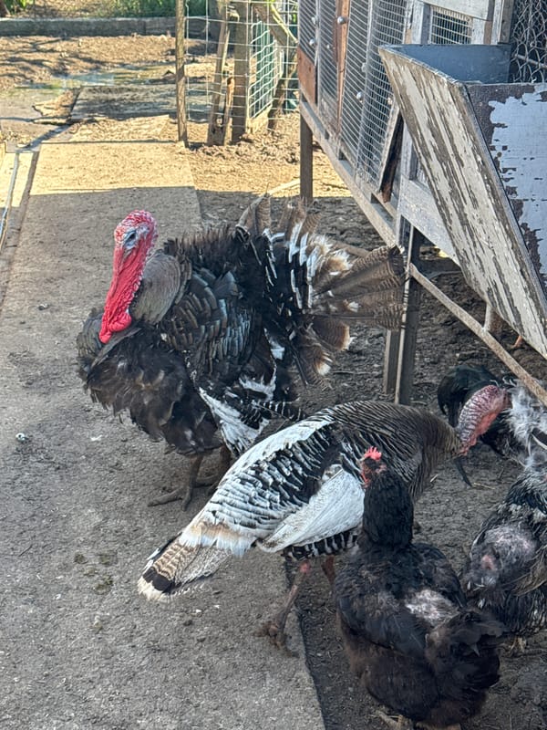 Poultry farm conditions documented in Sarnevo, Bulgaria
