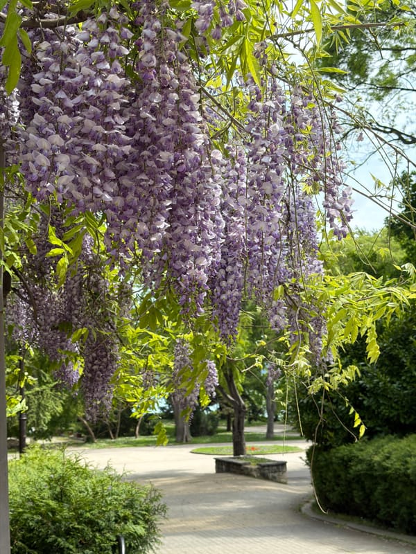 Wisteria blooms captured in Varna park scene