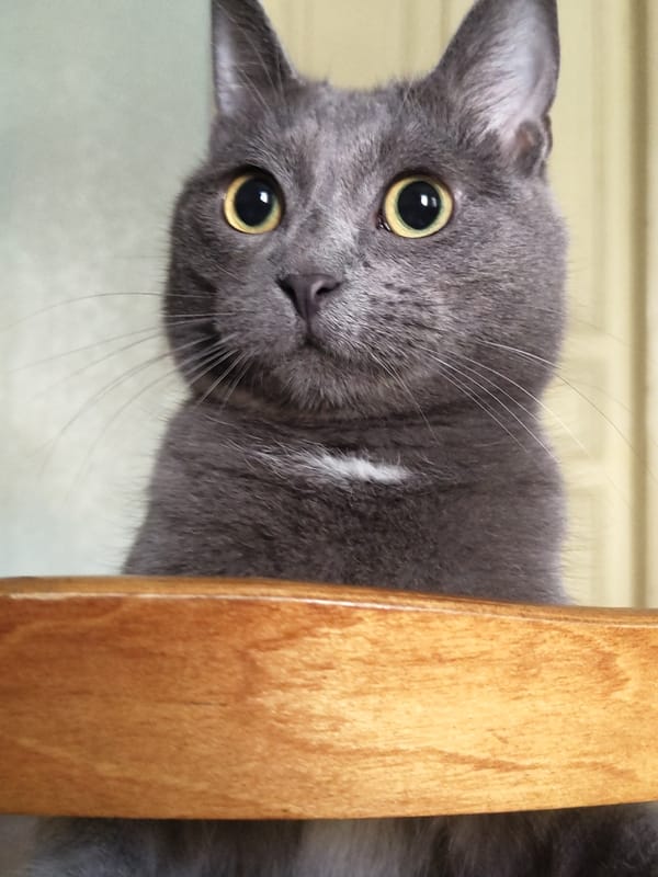 Close-up portraits of four cats, shot in quick succession