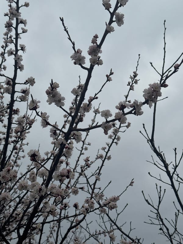Spring blooms and everyday life documented in Kurganinsk, Russia