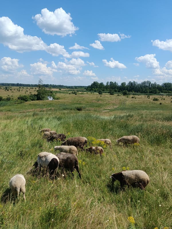 Sheep and goats roaming sunny rural hillsides and meadow paths