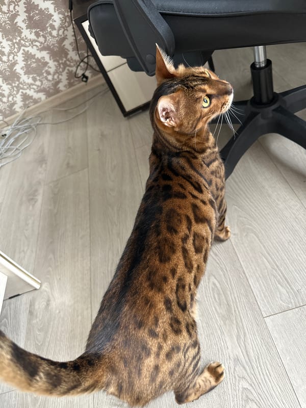 Bengal cat photographed across a home in Energetik, Russia