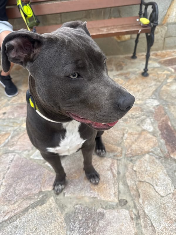 Blue-eyed pit bull spotted on stone pathways in Aksakovo