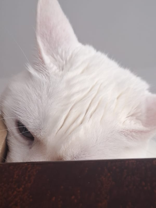 White cat peeks from behind wooden structure in Bulgaria
