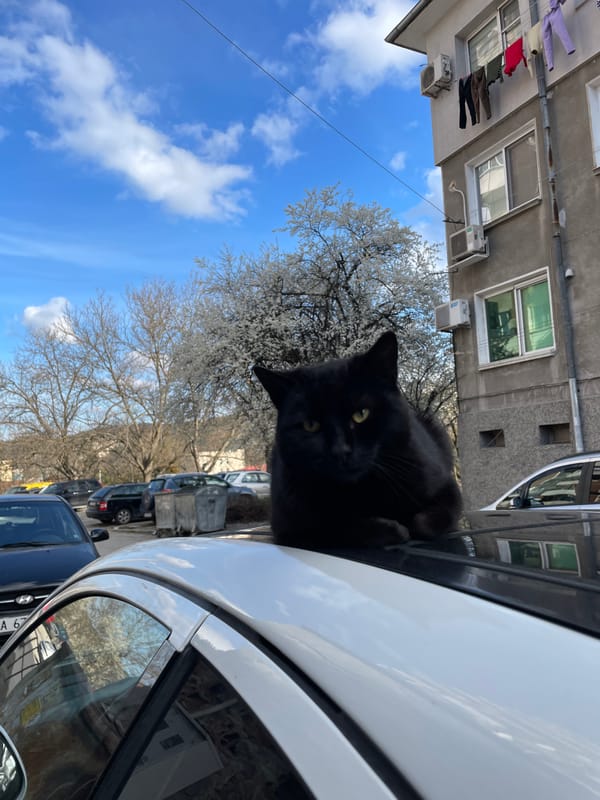 Black cat explores white car in Veliko Tarnovo street