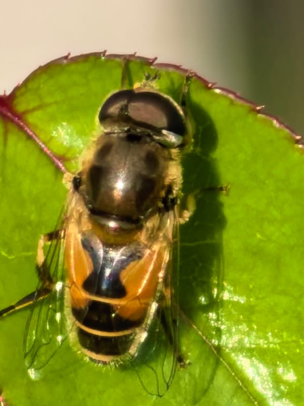 Close-up garden session: insects, buds, and ripening fruit