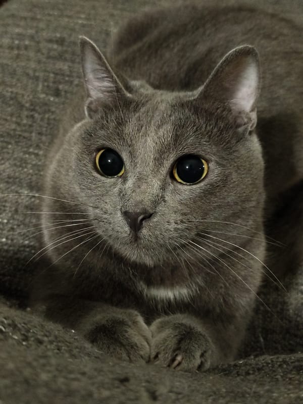 Cats observed indoors during evening hours May 15