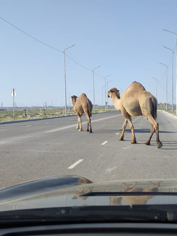Two camels stroll across a paved road in rural Kazakhstan