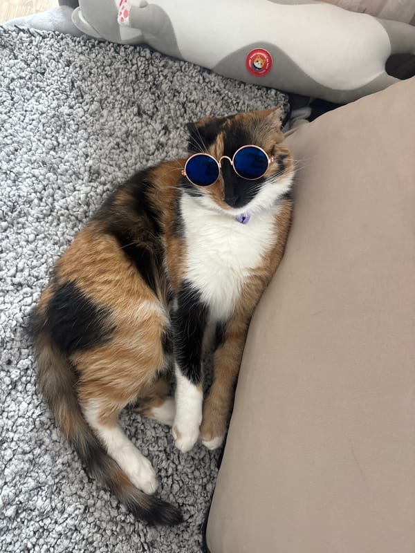 Cats rest indoors wearing accessories in Nesebar, Bulgaria