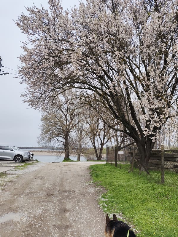 Dog walk documented through rural and residential Kozloduy, Bulgaria