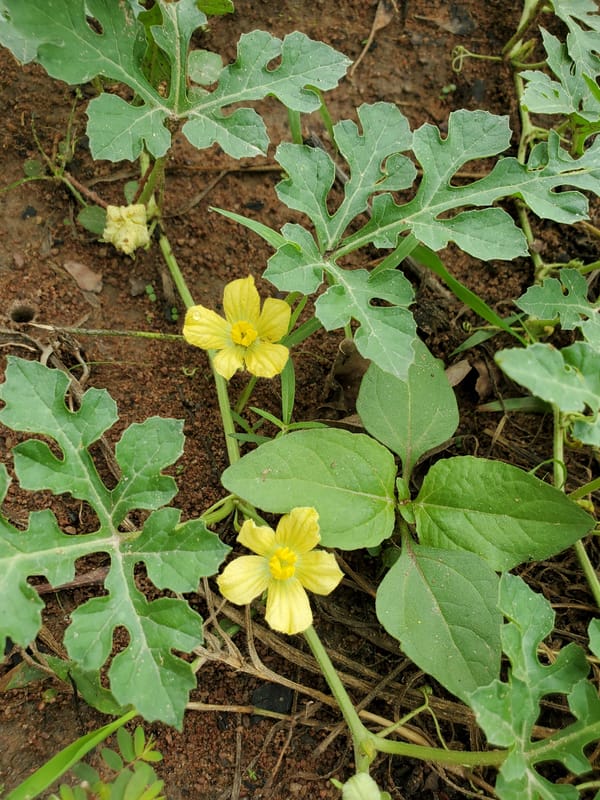 Morning garden documentation captures flowering plants in Mararaba, Nigeria