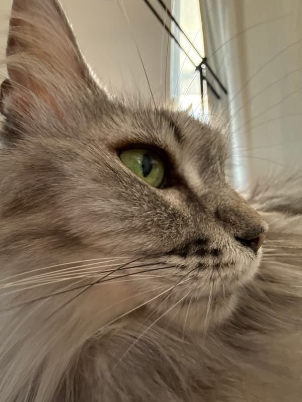 Cats up close, plus a tow truck doing its thing