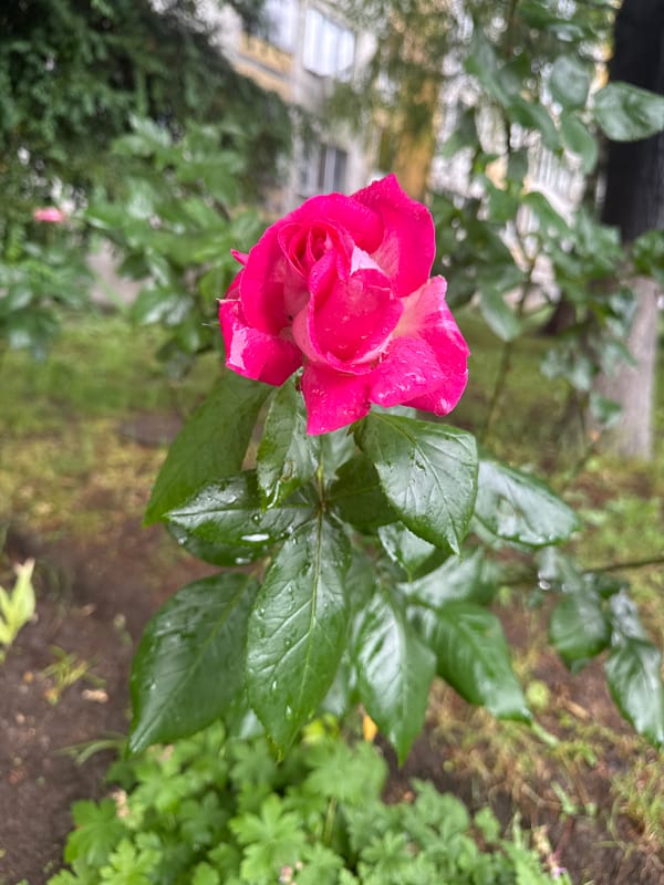 Morning dew captured on pink rose in Sofia