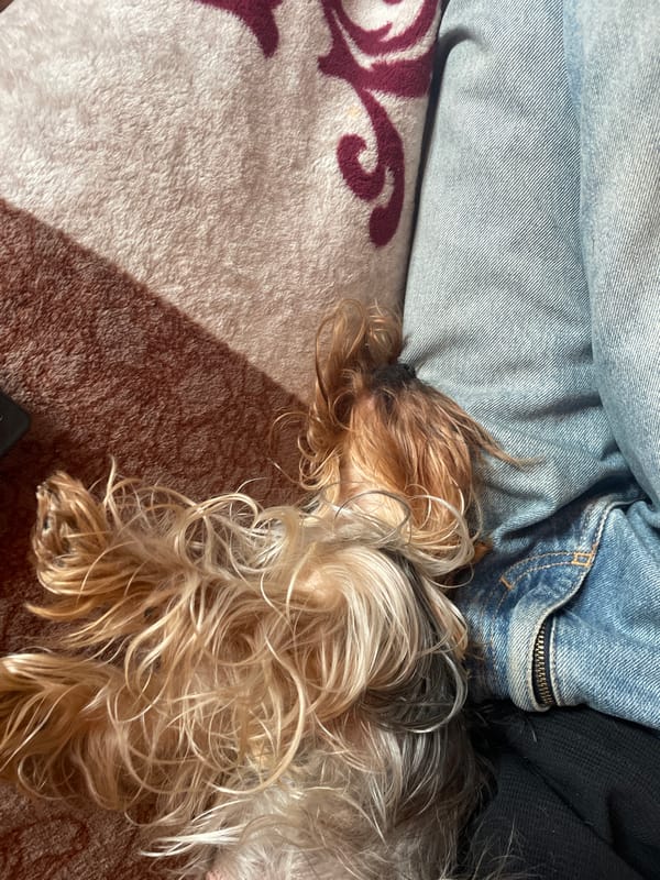 Yorkshire Terrier photographed napping indoors in Burgas home