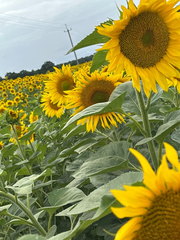 Sunflower field in Korchivka, Ukraine, with close-up nature details