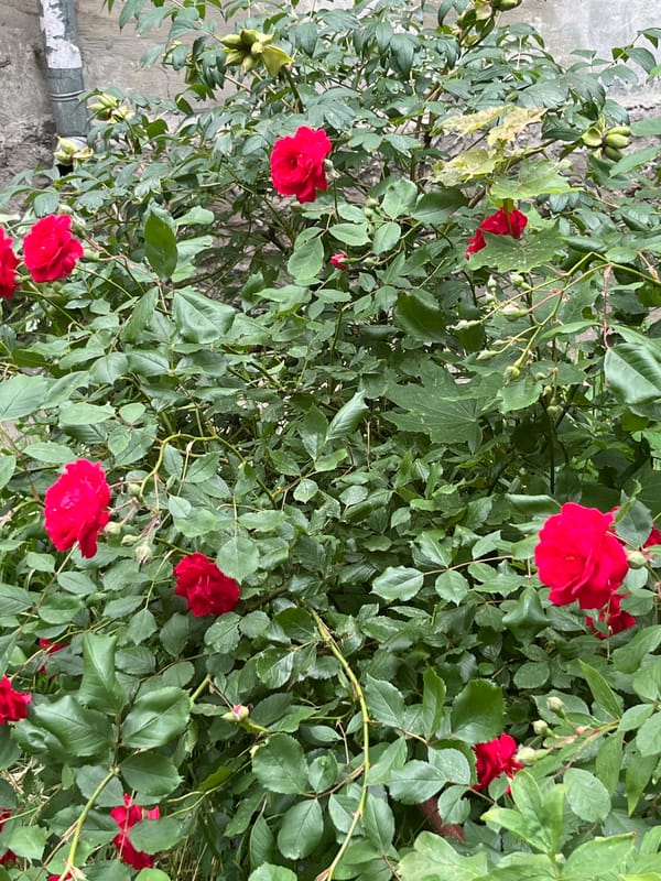 Rose gardens bloom amid urban landscape in Kryvyi Rih