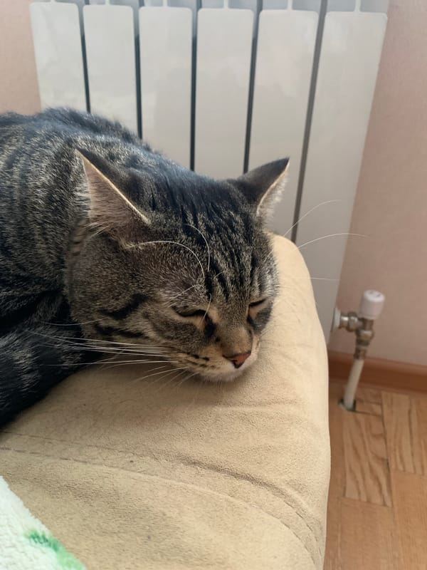 Tabby cat sleeps peacefully indoors in Stavropol, Russia