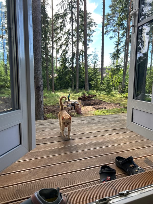 Lazy summer afternoon at a Russian dacha, food and cats