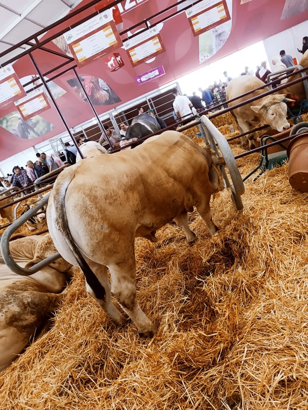 Livestock exhibition draws crowds in Meknes, Morocco
