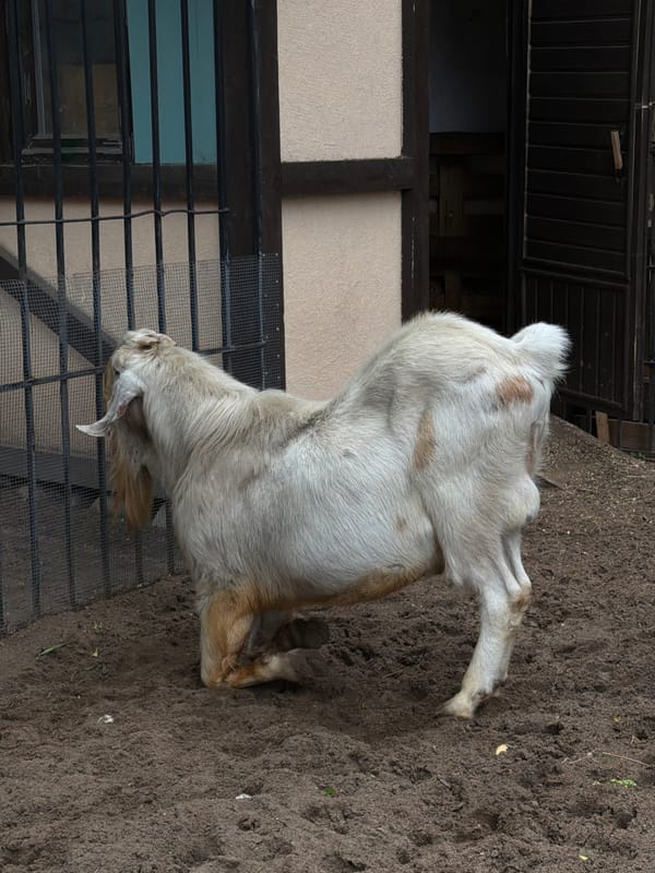 Visitors document animals at Saint Petersburg petting zoo facility