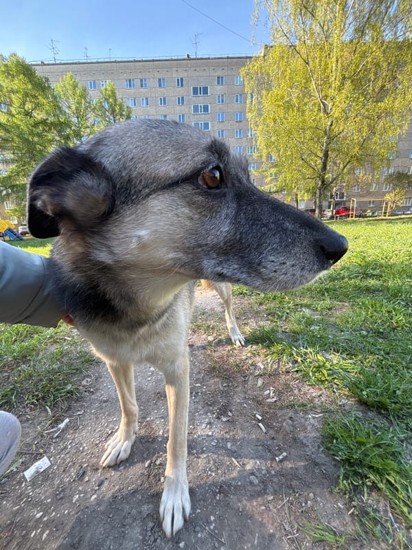 Early morning encounter with woman and dog in Izhevsk