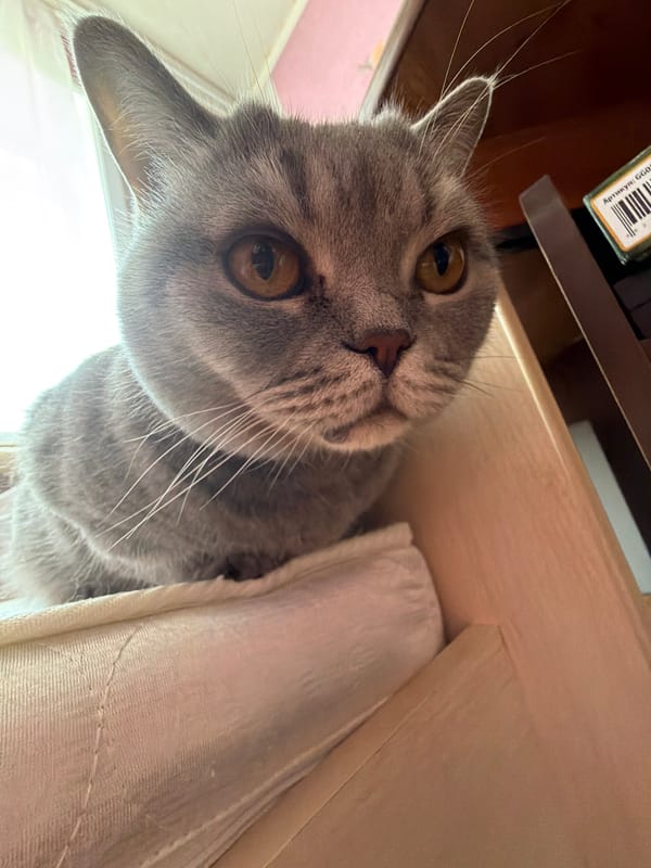 Grey cat photographed peering from elevated spot in Perm