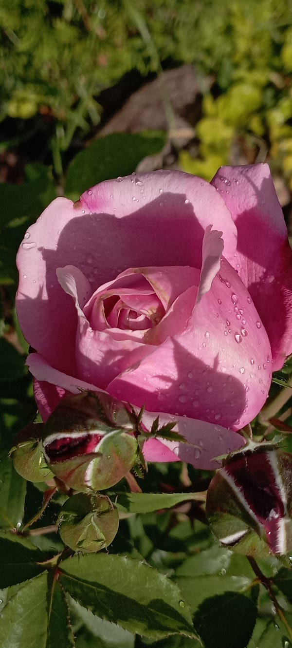 Dew-covered roses in bloom, Radisne garden