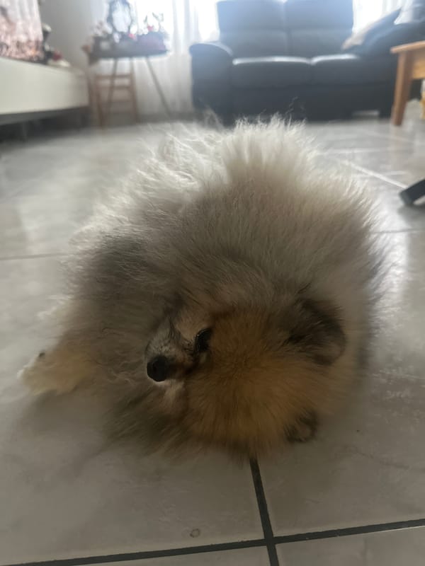 Pomeranian dog rests on tiled floor in Wattrelos home
